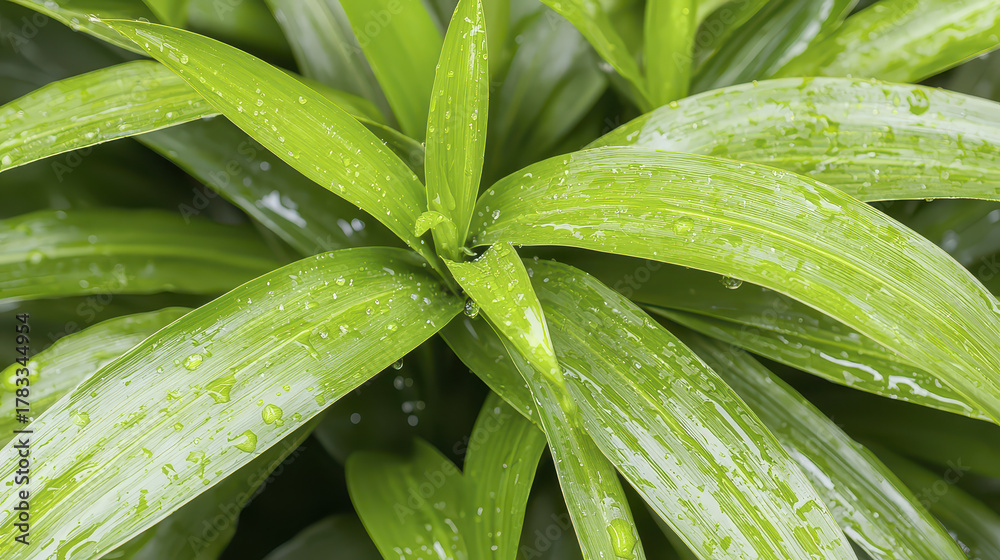 Fototapeta premium Fresh green leaves glisten with water droplets, showcasing vibrant tropical foliage in close up view