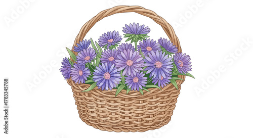 A charming woven basket overflowing with a delightful arrangement of vibrant purple aster flowers on a clean white background, perfect for spring decor and gift-giving