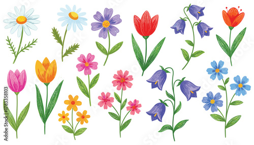 Hand Drawn Spring Flowers Collection daisy tulip Vector