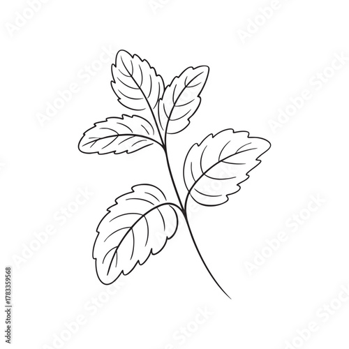 Lemon Balm Herb Botanical Outline Vector
