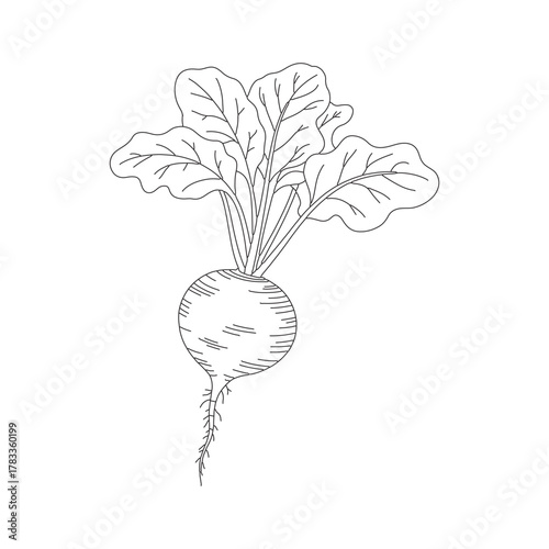 Beetroot Vegetable Botanical Outline Vector Drawing
