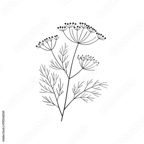 Dill Herb Botanical Line Art Vector Drawing