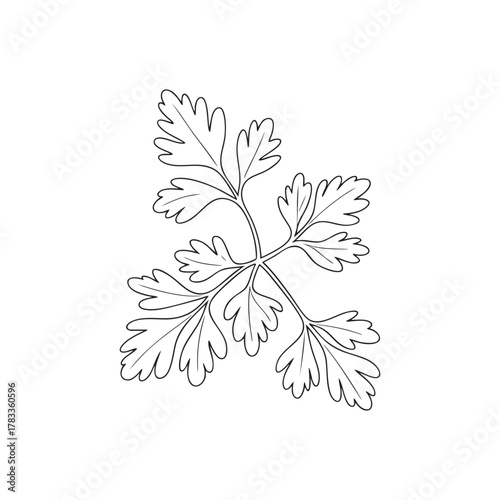 Parsley Sprig Botanical Outline Vector Drawing
