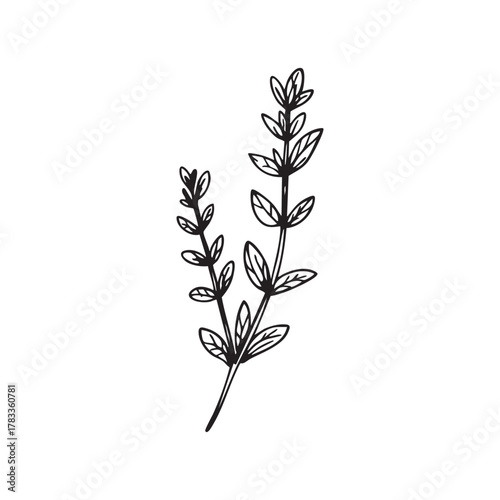 Thyme Herb Botanical Outline Vector Drawing