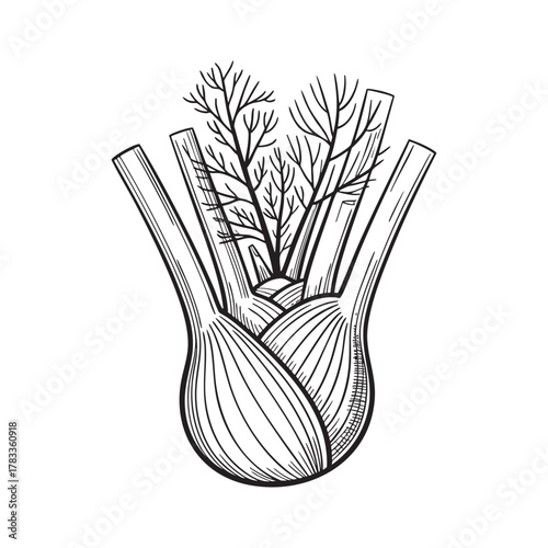 Fennel Vegetable Hand Drawn Outline Vector