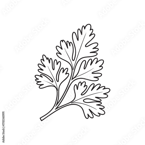 Fresh Cilantro Botanical Outline Vector Drawing