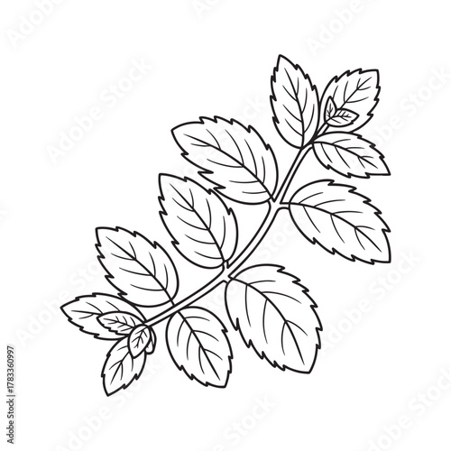 Fresh Mint Herb Botanical Line Art Drawing