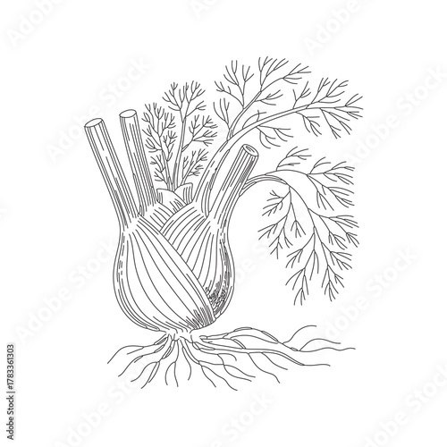 Fennel Bulb Botanical Outline Vector Sketch