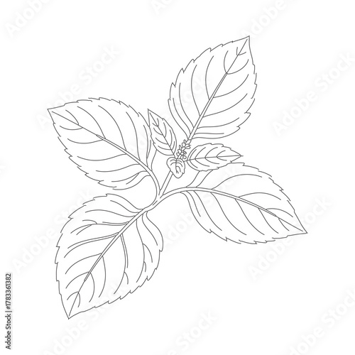 Fresh Basil Leaves Botanical Line Art Vector