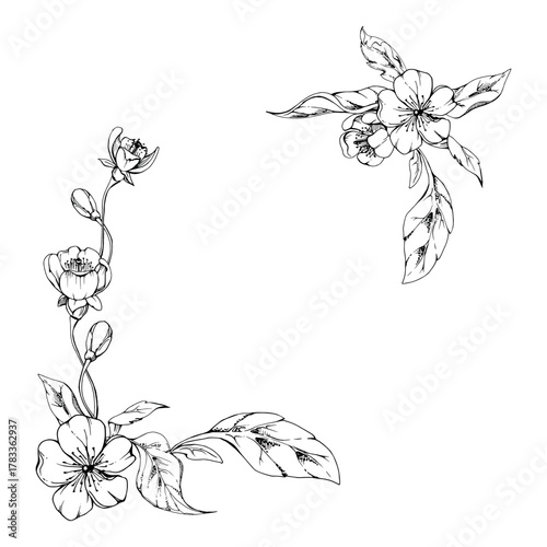 Cherry sakura white flower and bud on stems, hand drawn vector ink, apple blossom early spring wildflower botanical illustration. Isolated corner frame, for wedding, florist shop, scrapbooking