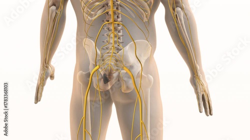 Painful Sciatic Nerve Sensation in Lower Body