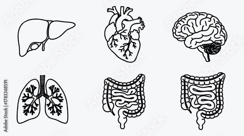 Human Anatomy Illustration Featuring Liver Heart Brain Lungs and Intestines Design