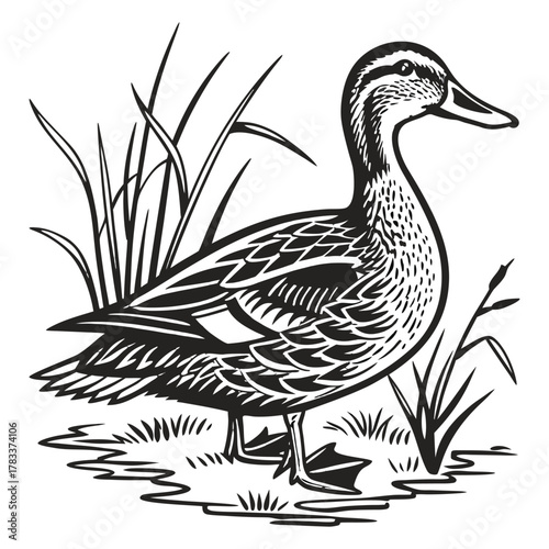 Wild Duck in Pond,Black and White Hand Drawn Line Art Nature Bird Vector Illustration, Duck vector, Duck design, Duck concept,  Duck post, Duck cartoon, Duck icon, Duck template, Duck art,  Duck topic