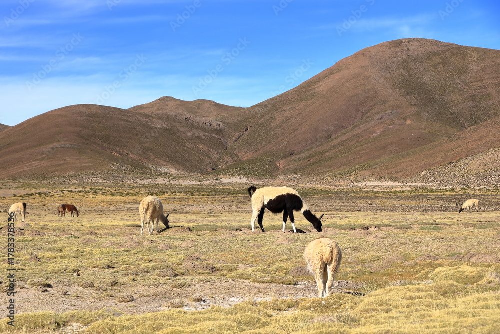 Obraz premium lamas llamas beside the highway between Potosi and Uyuni, Bolivia