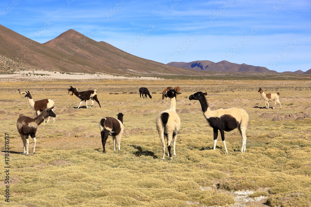 Obraz premium lamas llamas beside the highway between Potosi and Uyuni, Bolivia