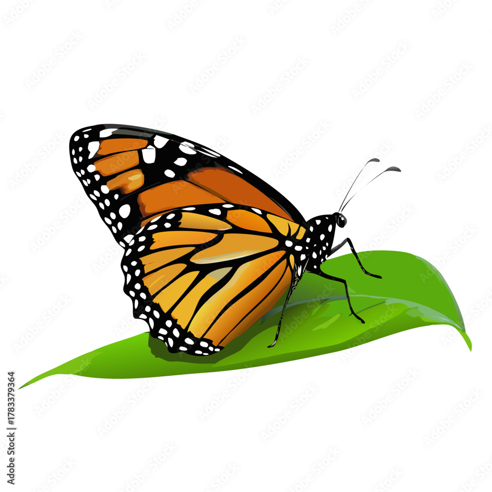 Fototapeta premium Monarch Butterfly Perched on Green Leaf Realistic Vector Illustration