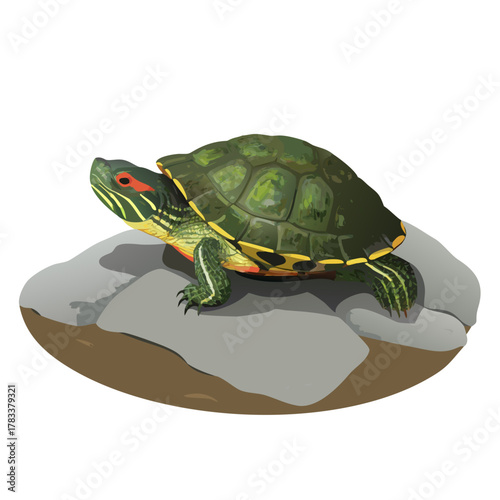 green turtle on rock, side view clip art preview