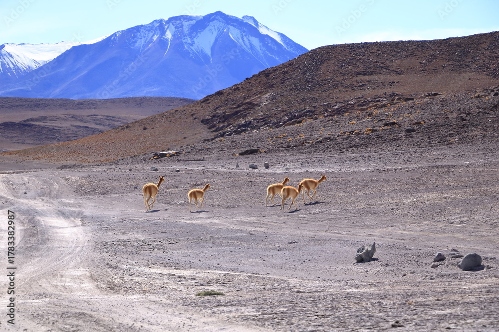 Obraz premium Wild vicunas in Bolivia, South America