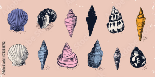 다양한 종류의 조개와 소라 껍데기를 그린 빈티지 스타일 벡터 일러스트