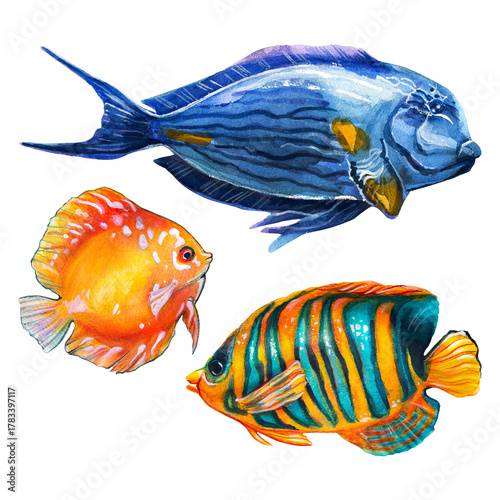 Three exotic fish of different colors and species: surgeonfish, emperor angelfish, discus fish. Watercolor painting depicting fish on a white background.