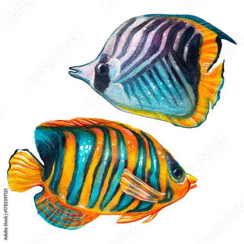 Two colorful wedge-striped butterflyfish emperor angelfish. Watercolor painting depicting fish on a white background.