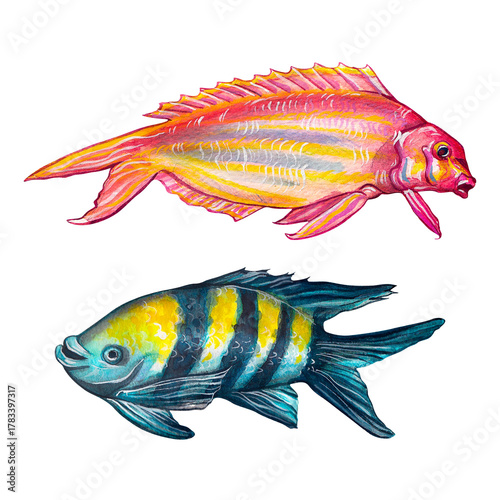 Golden threadfin, Nemipterus virgatus, and angelfish. Watercolor painting depicting fish on a white background.