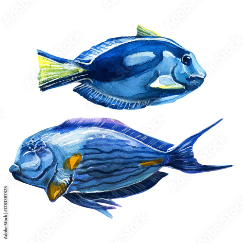 Two colorful surgeonfish: Paracanthurus hepatus and Acanthurus sohal. Watercolor painting depicting fish on a white background.