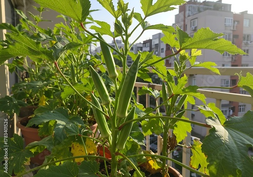 Vibrant Okra Plants Thriving on an Urban Balcony Garden.