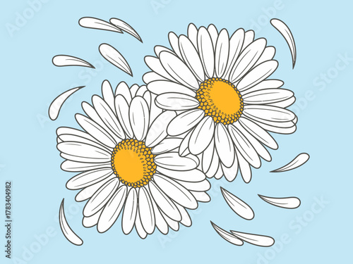 These vibrant daisies stand out against a soft blue background, creating a cheerful and inviting atmosphere ideal for nature lovers and flower enthusiasts.