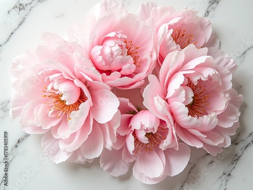 Fototapeta Naklejka Na Ścianę i Meble -  Pink peonies on marble with soft shadows