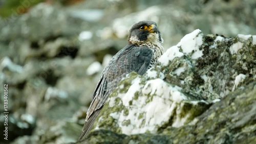 Peregrine falcon rocks bird Falco peregrinus predator, endangered species in the wild nature rocky mountain passerine small. Beautiful feathers beak detail close-up excellent eyesight eyes. Europe
