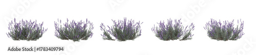 Realistic 3D render of lavender bush isolated on white background. Perfect for landscape visualization, eco design, and natural garden decor compositions.