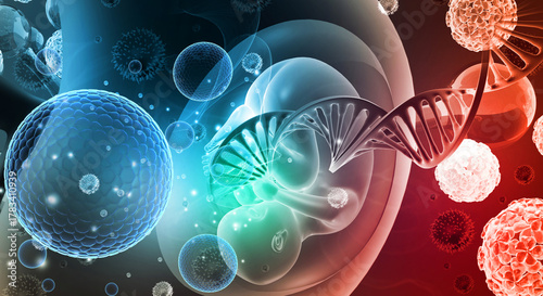 Photos Human fetus and DNA strand. 3d illustration
