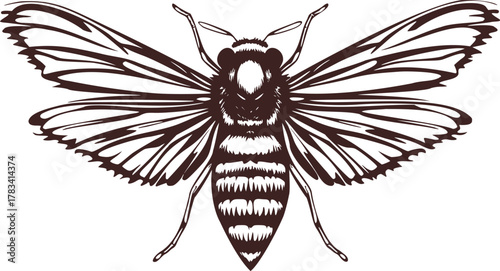Detailed line art illustration of a bee with striped abdomen and patterned wings, isolated on transparent background