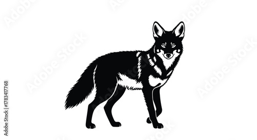 Vector illustration of black silhouette of a coyote standing