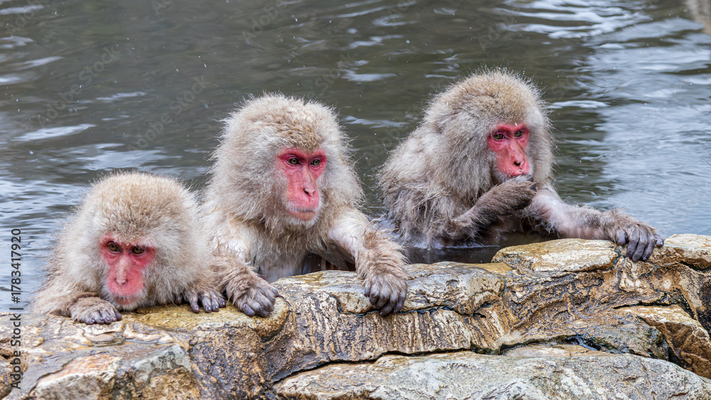 Naklejka premium Group of the snow monkeys bathing in hotspring called japanse onsen during the winter in mountains of Yudanaka in Japan