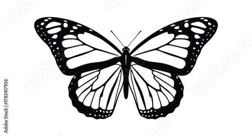 Vector illustration of monarch butterfly illustration