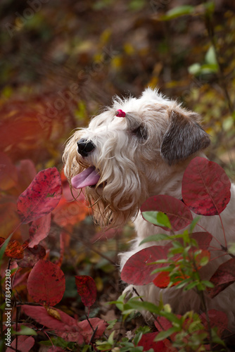 Sealyham terrier dog sittiing in autumn leaves