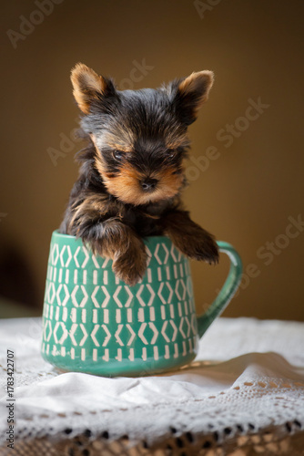 Tiny teacup two-month-old yorkshire terrier puppy sits in a tea mug