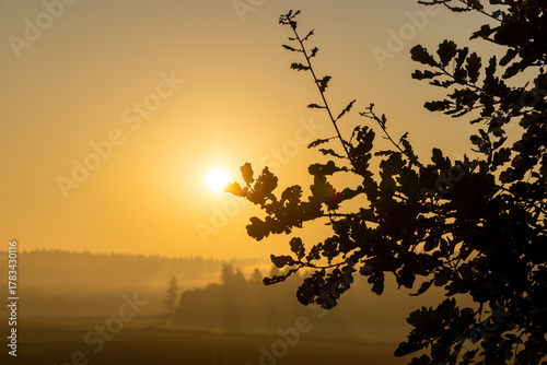trees in the morning fog