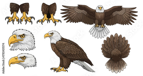 American bald eagle illustrations vector set