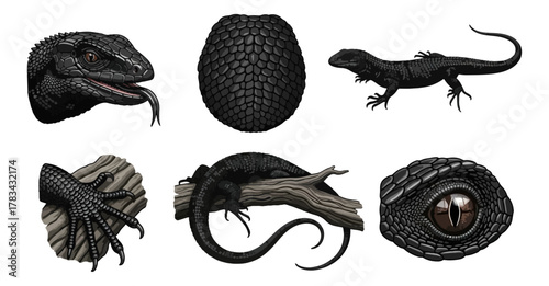 Black lizard illustrations close up head scales and detailed eye