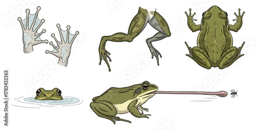 Cartoon frog illustrations isolated on black background