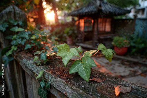 Abstract Ivy Leaves On A Wooden Fence At Sunset