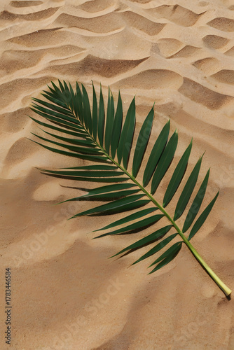 Palm Leaf on Sand Ripples with Tropical Summer Light