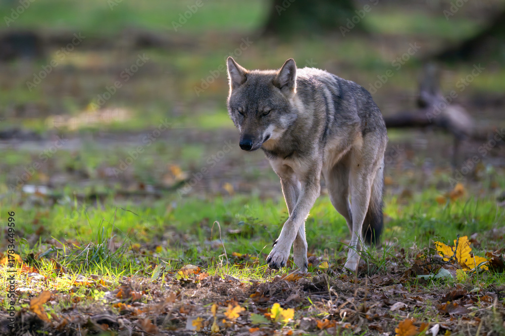 Fototapeta premium Common gray wolf walking in an undergrowth. Canis lupus lupus, Réserve zoologique de la Haute-Touche, Azay le Ferron, Indre 36, région Centre Val de Loire, France, European Union, Europe