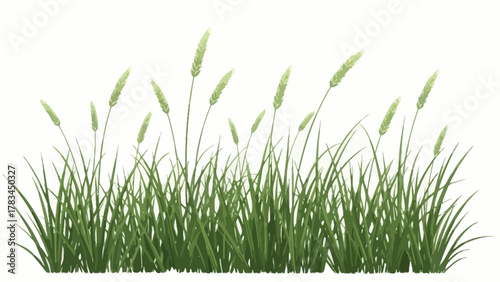 A cluster of green grass stalks with seed heads against a white background