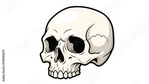 A detailed sideview illustration of a human skull rendered in a cartoonish style