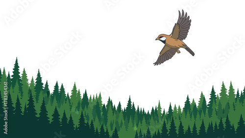 Bird flying over a dense forest of evergreen trees