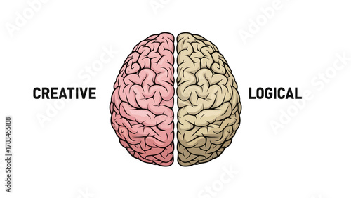Brain split into pink Creative and beige Logical hemispheres